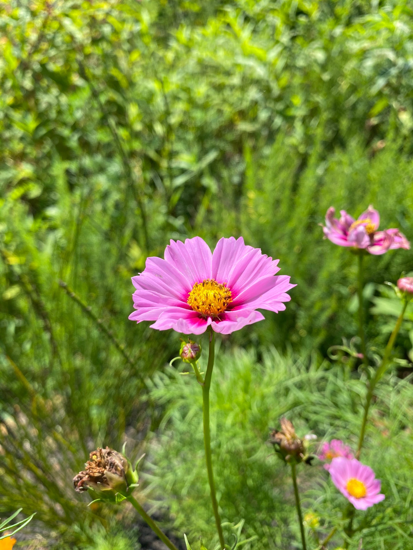 Mother's Day Arrangement (Medium)