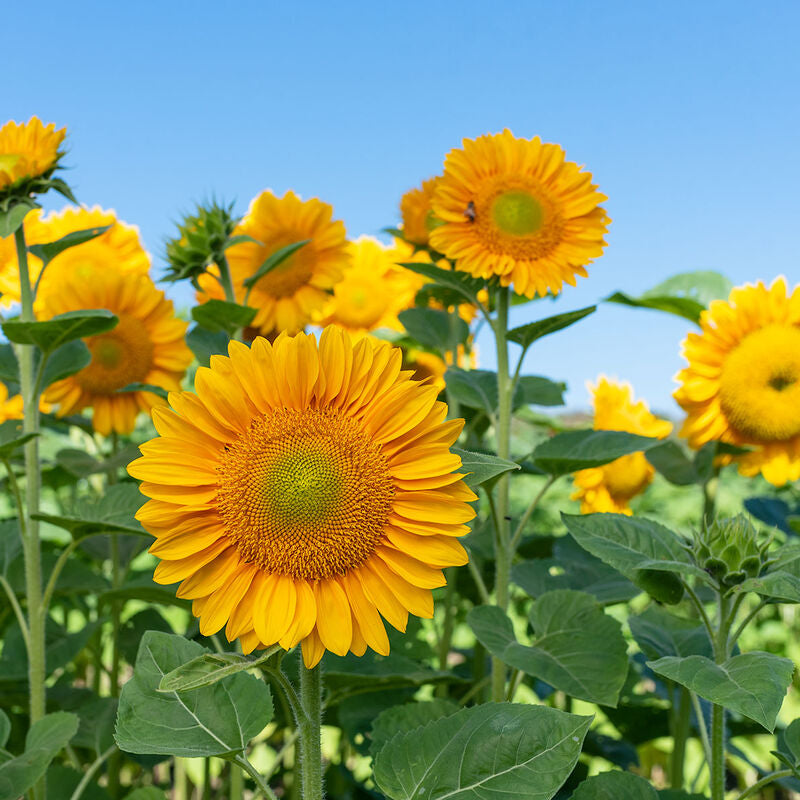 Florist Wholesale